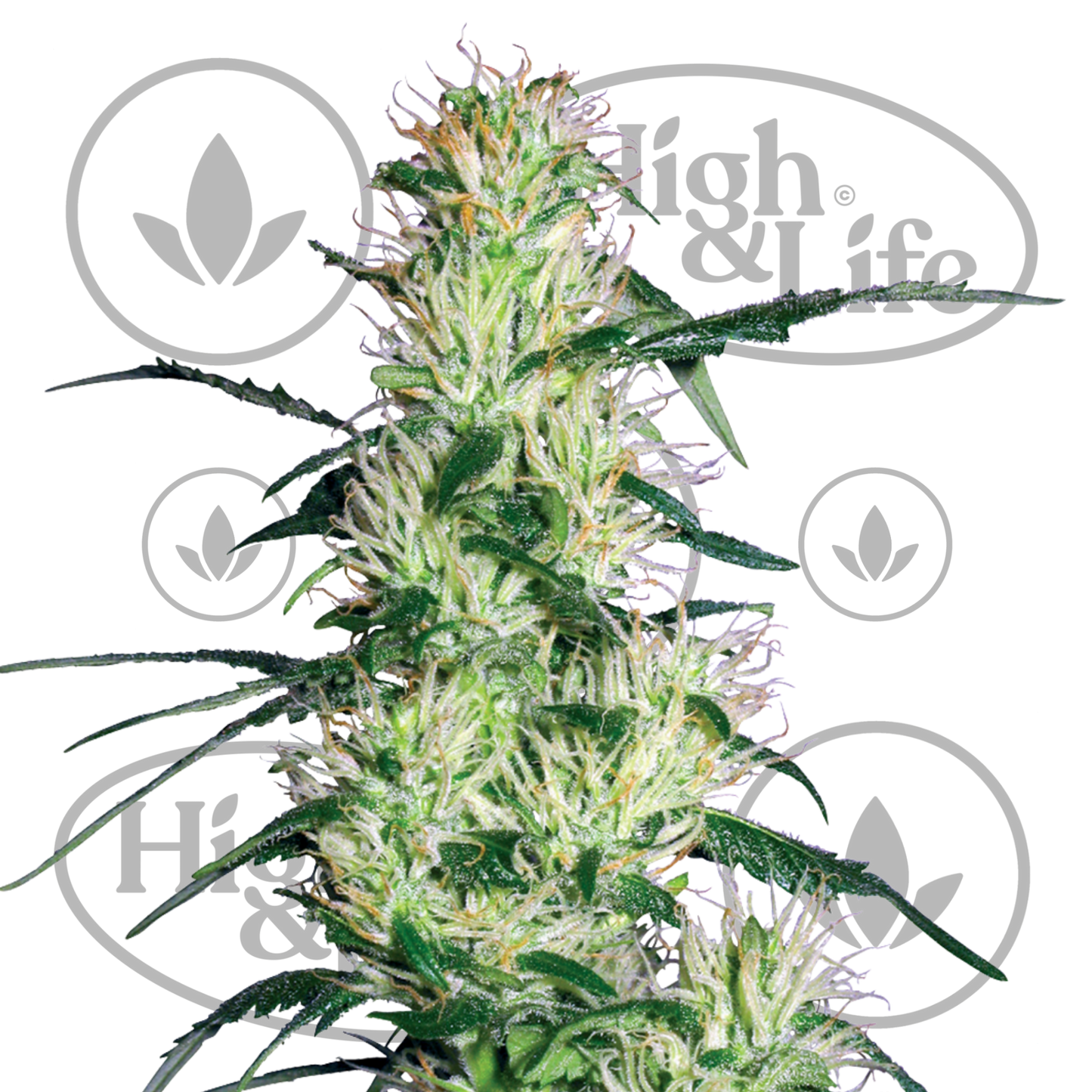 Osta Purple Haze kannabiksen siemenet High & Life Storesta