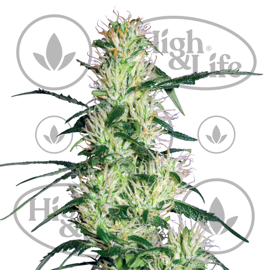 Osta Purple Haze kannabiksen siemenet High & Life Storesta