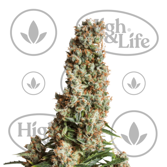 Osta Auto Orange Bud kannabiksen siemenet High & Life Storesta