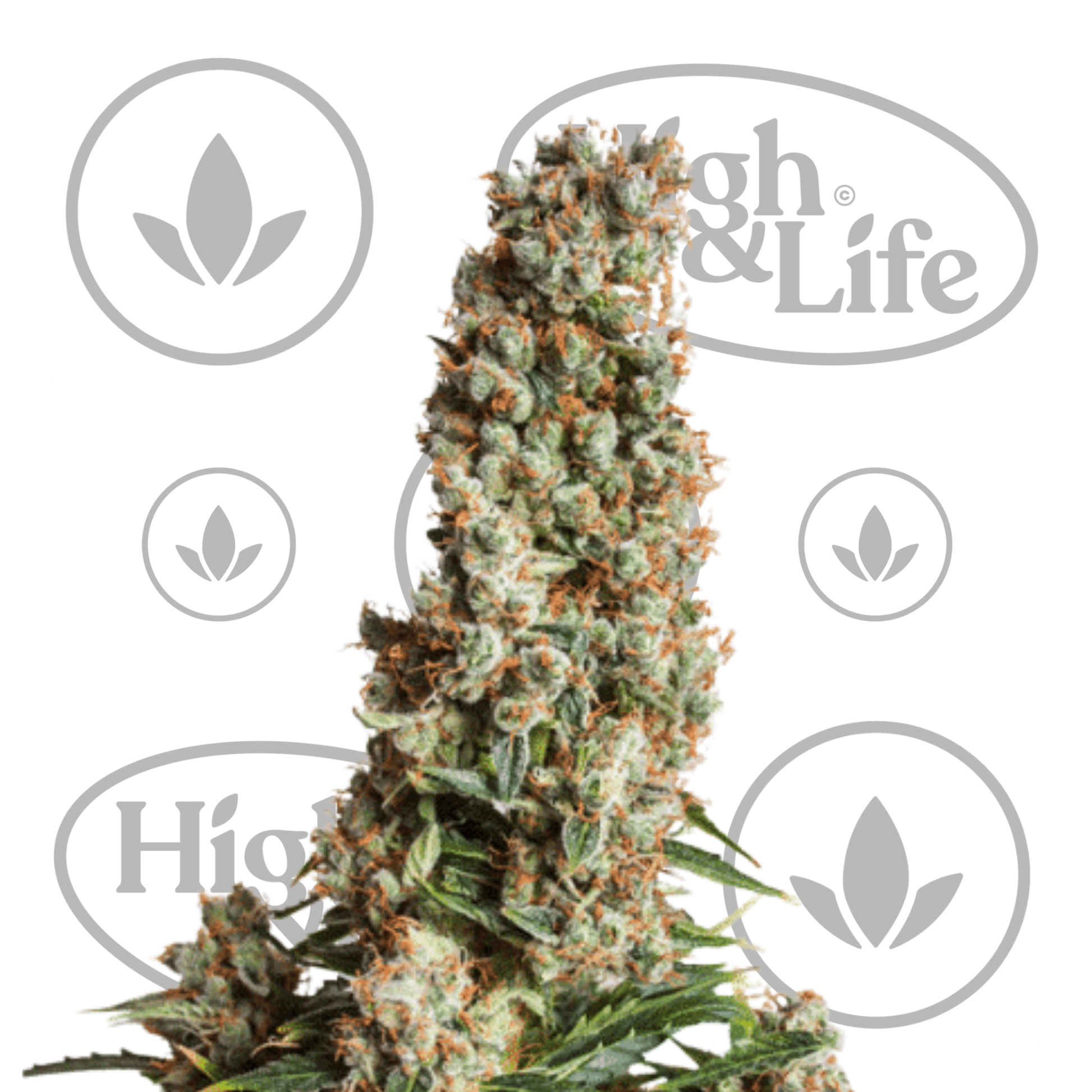 Osta Auto Orange Bud kannabiksen siemenet High & Life Storesta