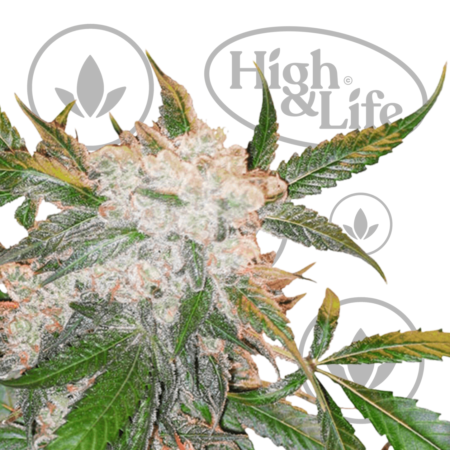 Osta Dutch Passion White Widow kannabiksen siemenet High & Life Storesta