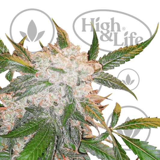 Osta Dutch Passion White Widow kannabiksen siemenet High & Life Storesta
