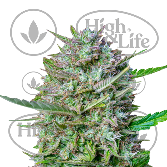 Osta Mimosa Auto kannabiksen siemenet High & Life Storesta