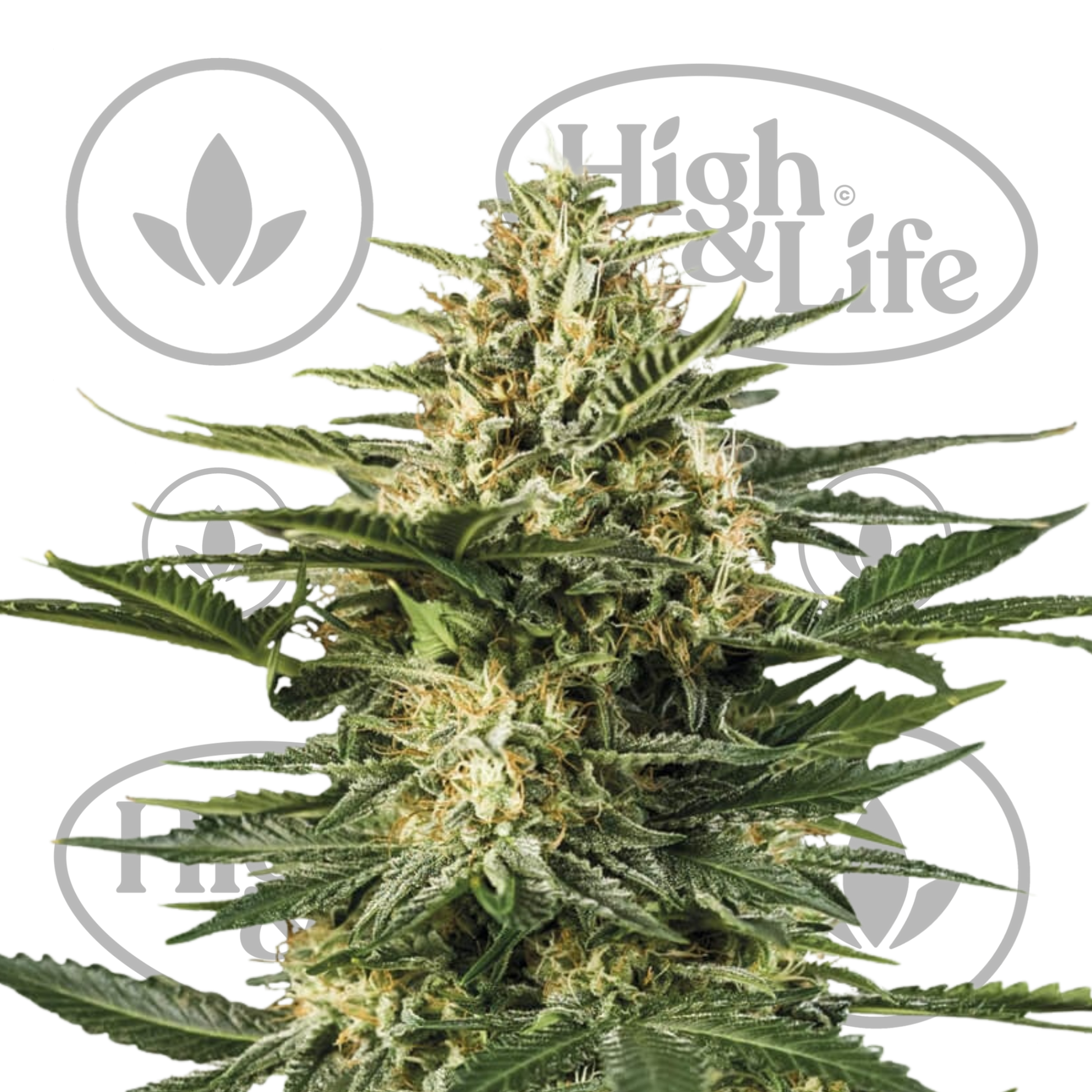 Osta Green Gelato Auto kannabiksen siemenet High & Life Storesta
