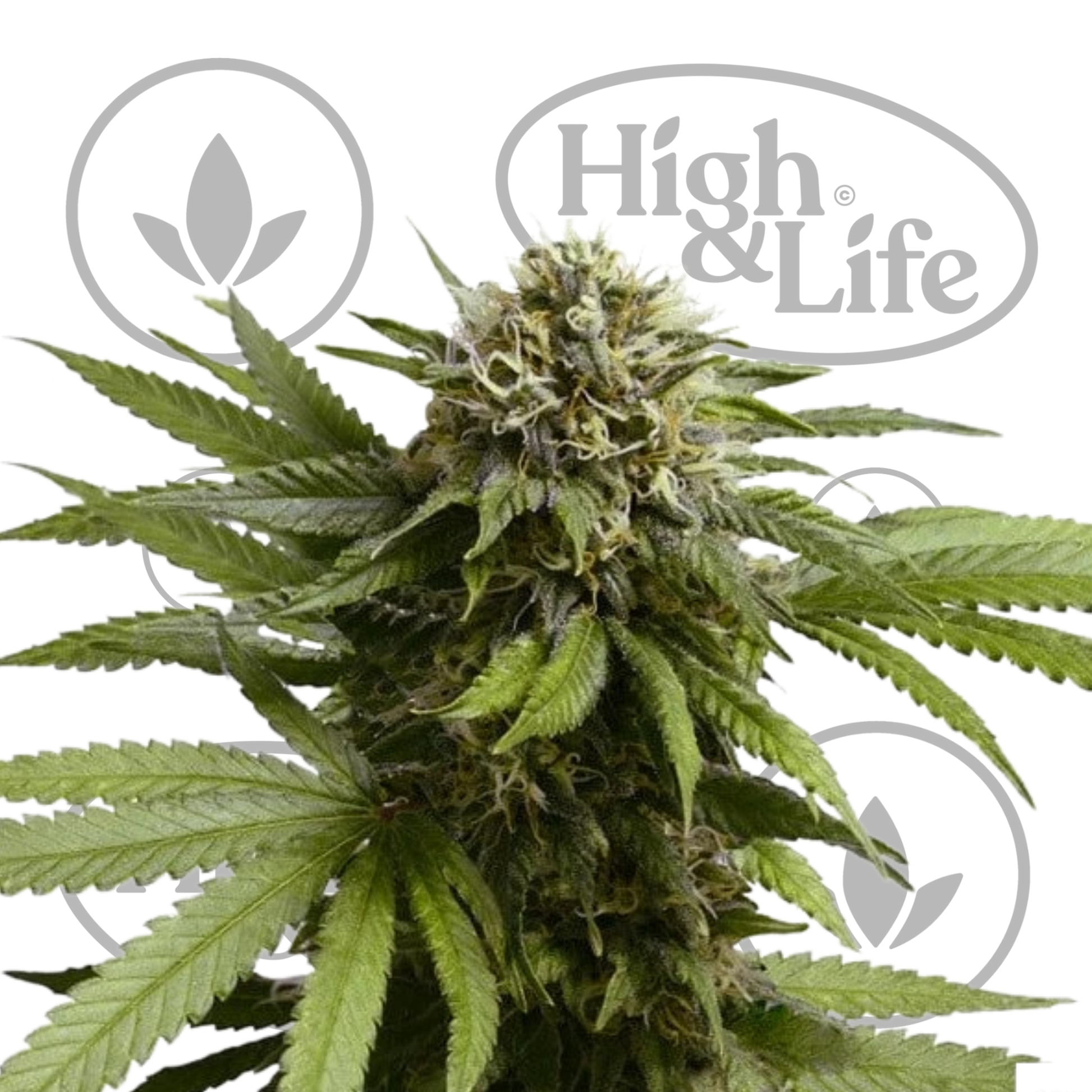Osta Apple Fritter Auto kannabiksen siemenet High & Life Storesta