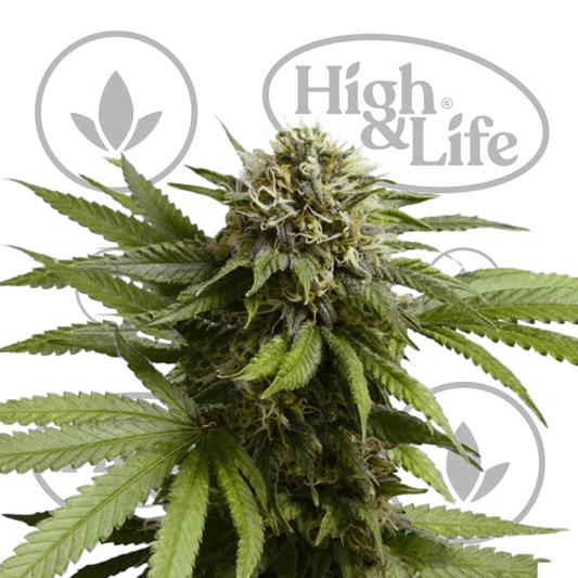 Osta Apple Fritter Auto kannabiksen siemenet High & Life Storesta