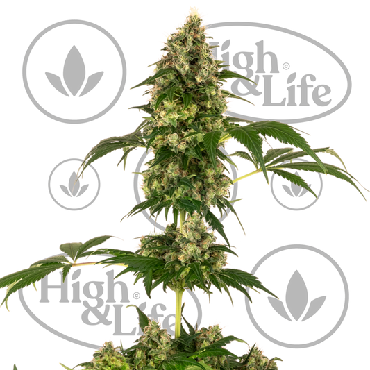 Osta Cobalt Haze kannabiksen siemenet High & Life Storesta