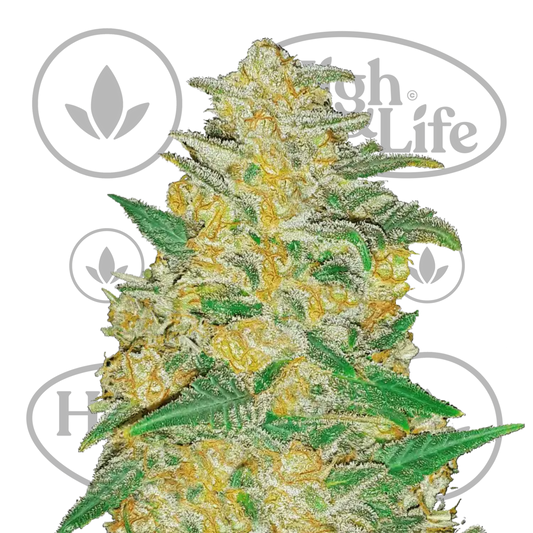 Osta Original AK Auto kannabiksen siemenet High & Life Storesta