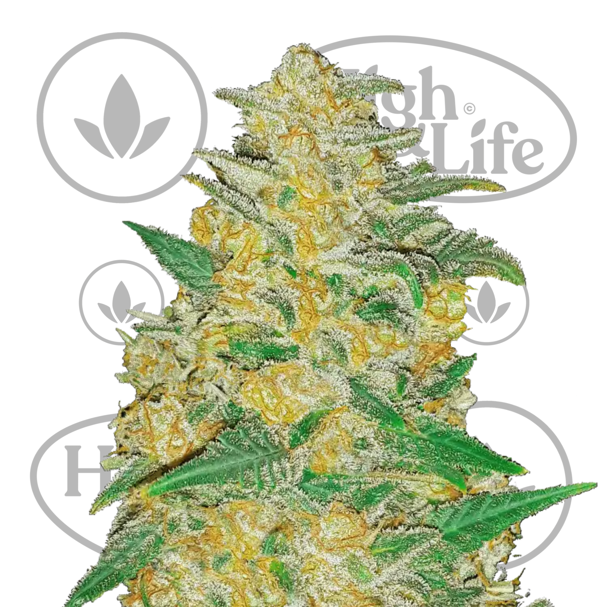 Osta Original AK Auto kannabiksen siemenet High & Life Storesta