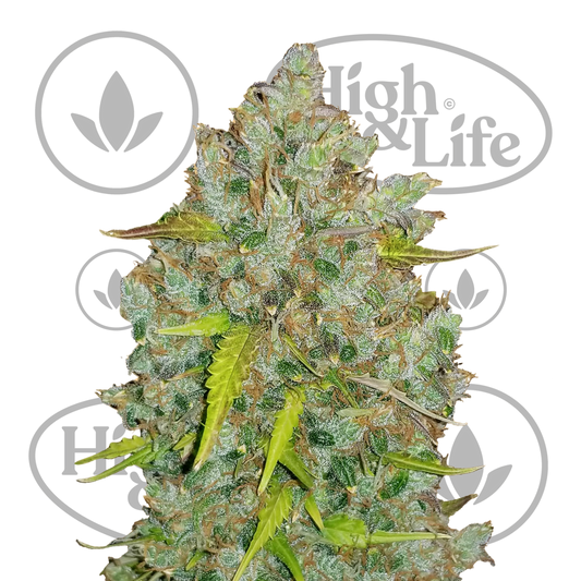 Osta Original Bubblegum Auto kannabiksen siemenet High & Life Storesta