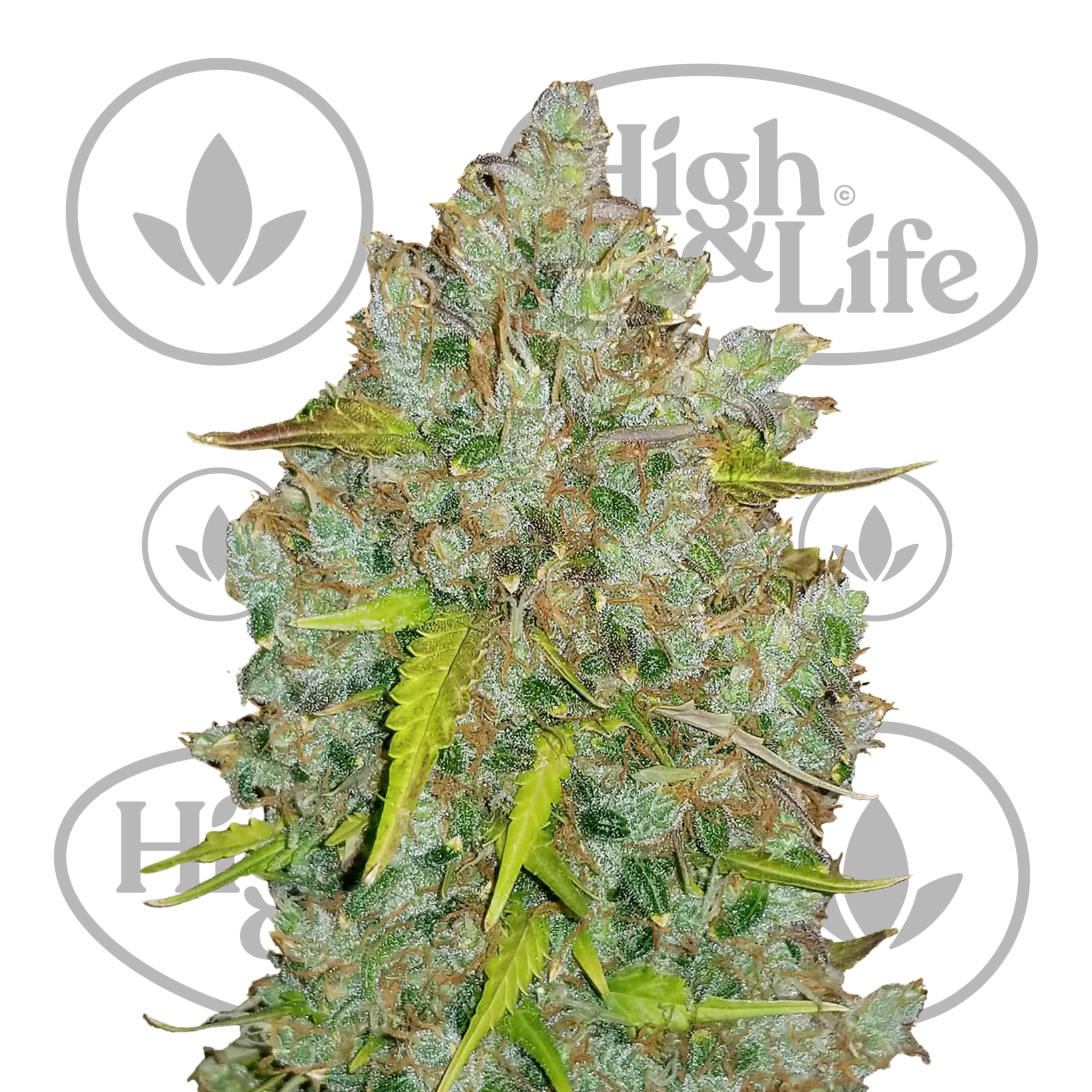 Osta Original Bubblegum Auto kannabiksen siemenet High & Life Storesta
