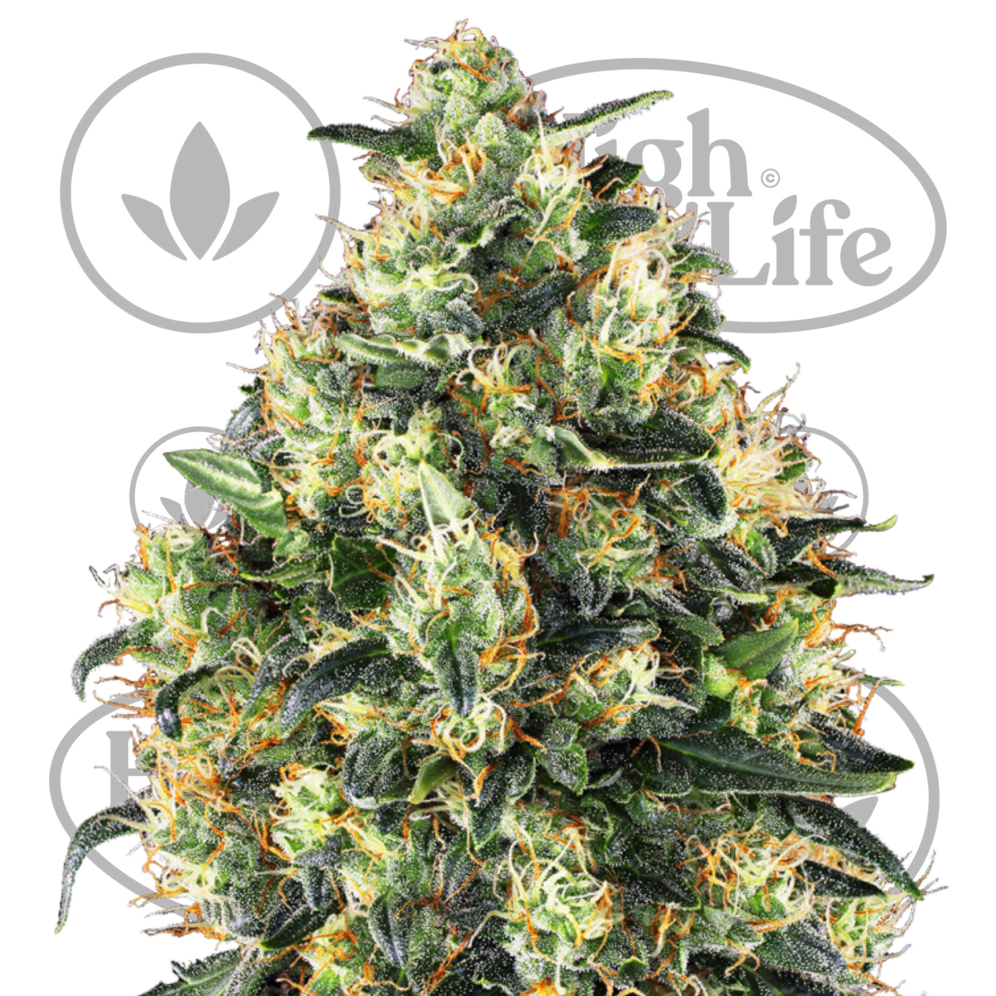 Osta Super Skunk Auto kannabiksen siemenet High & Life Storesta