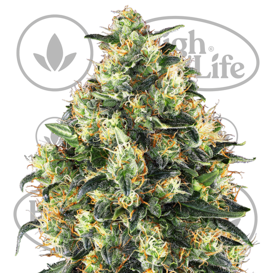 Osta Super Skunk Auto kannabiksen siemenet High & Life Storesta