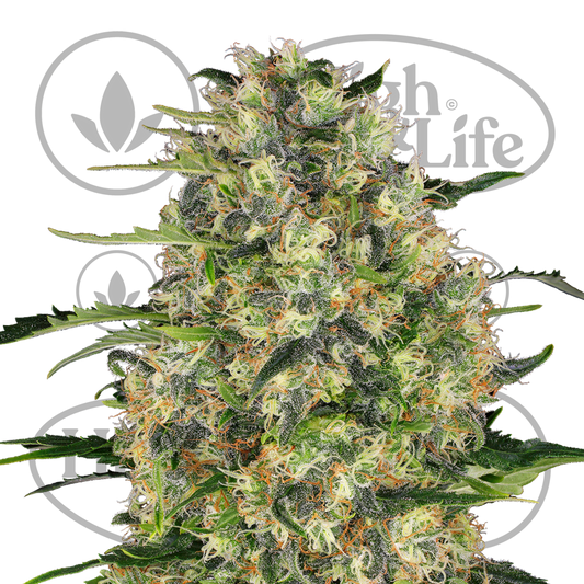 Osta Black Domina kannabiksen siemenet High & Life Storesta