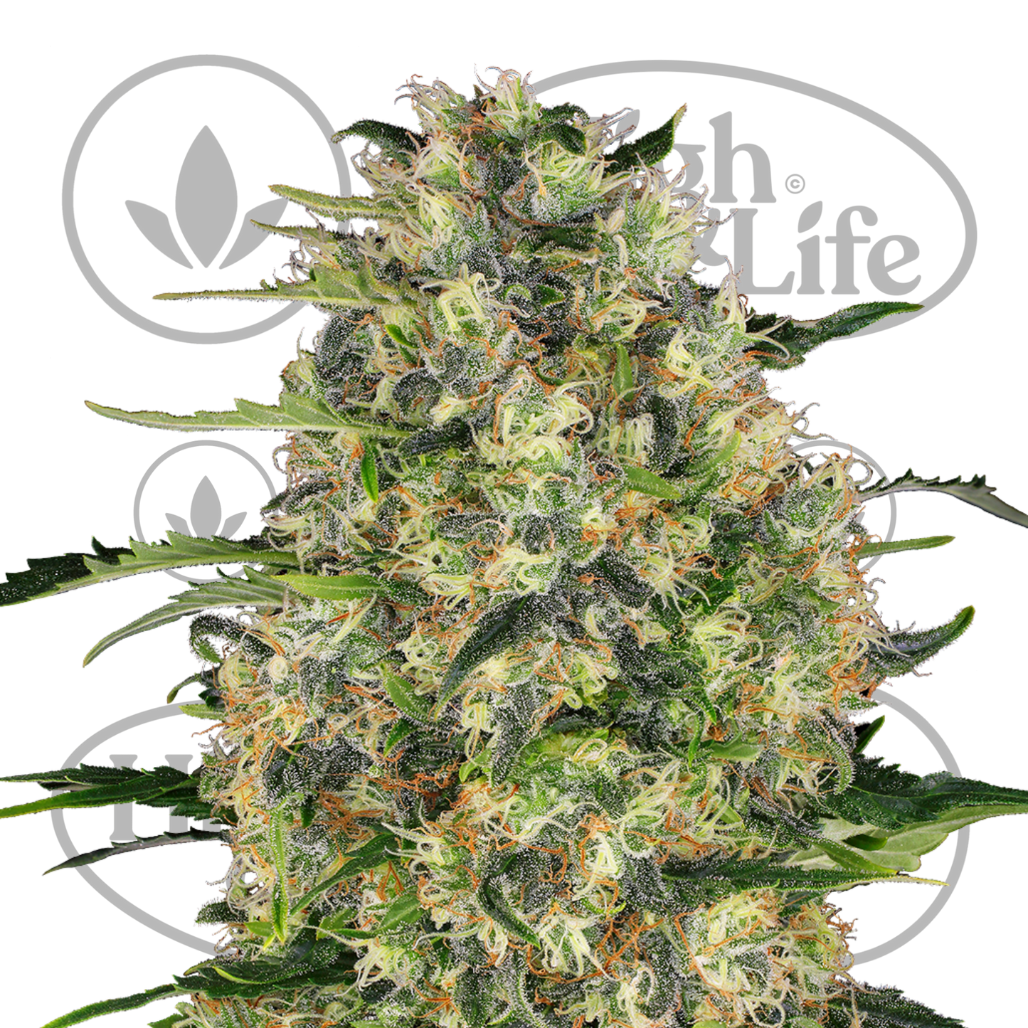 Osta Black Domina kannabiksen siemenet High & Life Storesta