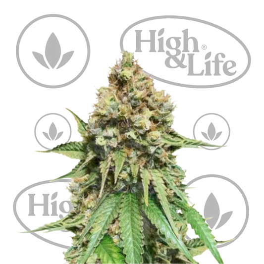 Osta Amnesia FAST kannabiksen siemenet High & Life Storesta