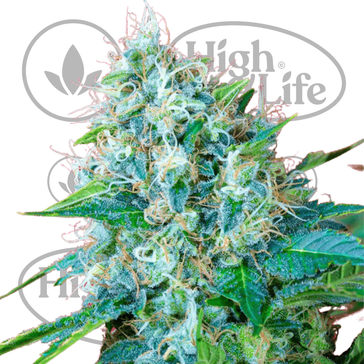 Osta Green Poison kannabiksen siemenet High & Life Storesta