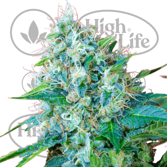 Osta Green Poison kannabiksen siemenet High & Life Storesta