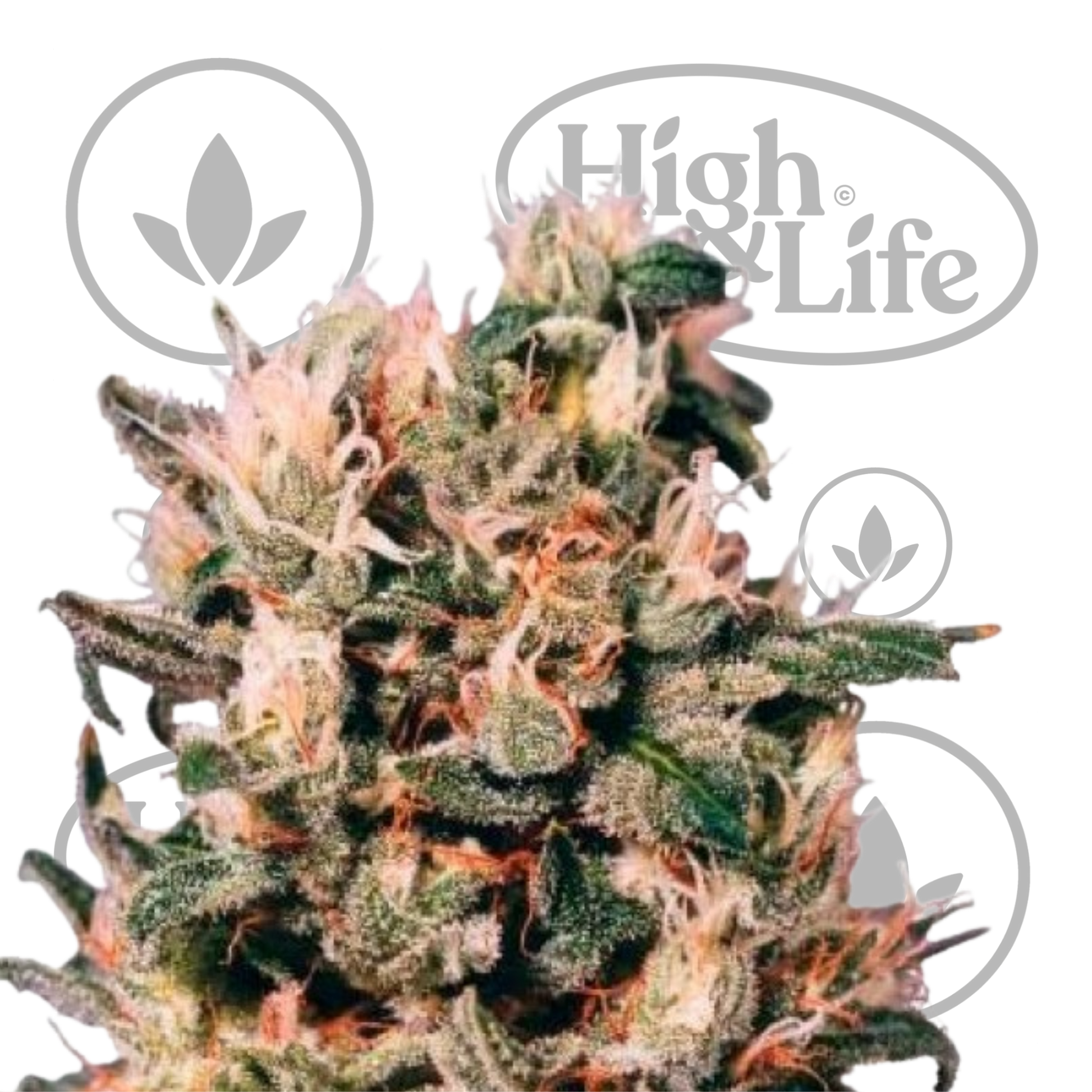 Osta Euforia kannabiksen siemenet High & Life Storesta