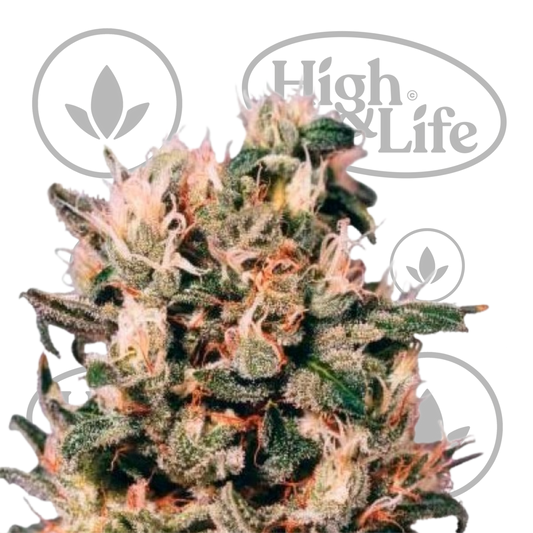 Osta Euforia kannabiksen siemenet High & Life Storesta