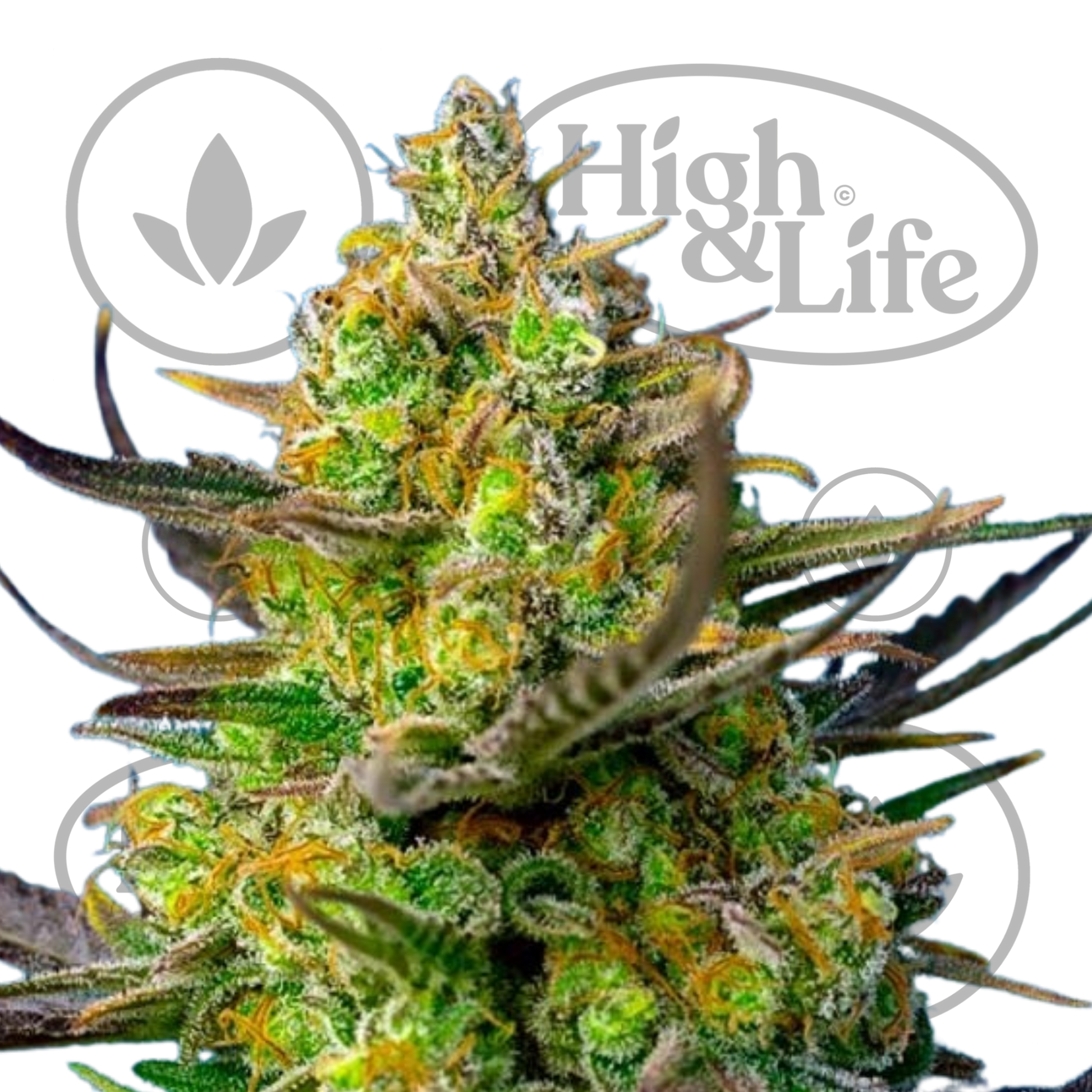 Osta Sweet Cheese Auto kannabiksen siemenet High & Life Storesta