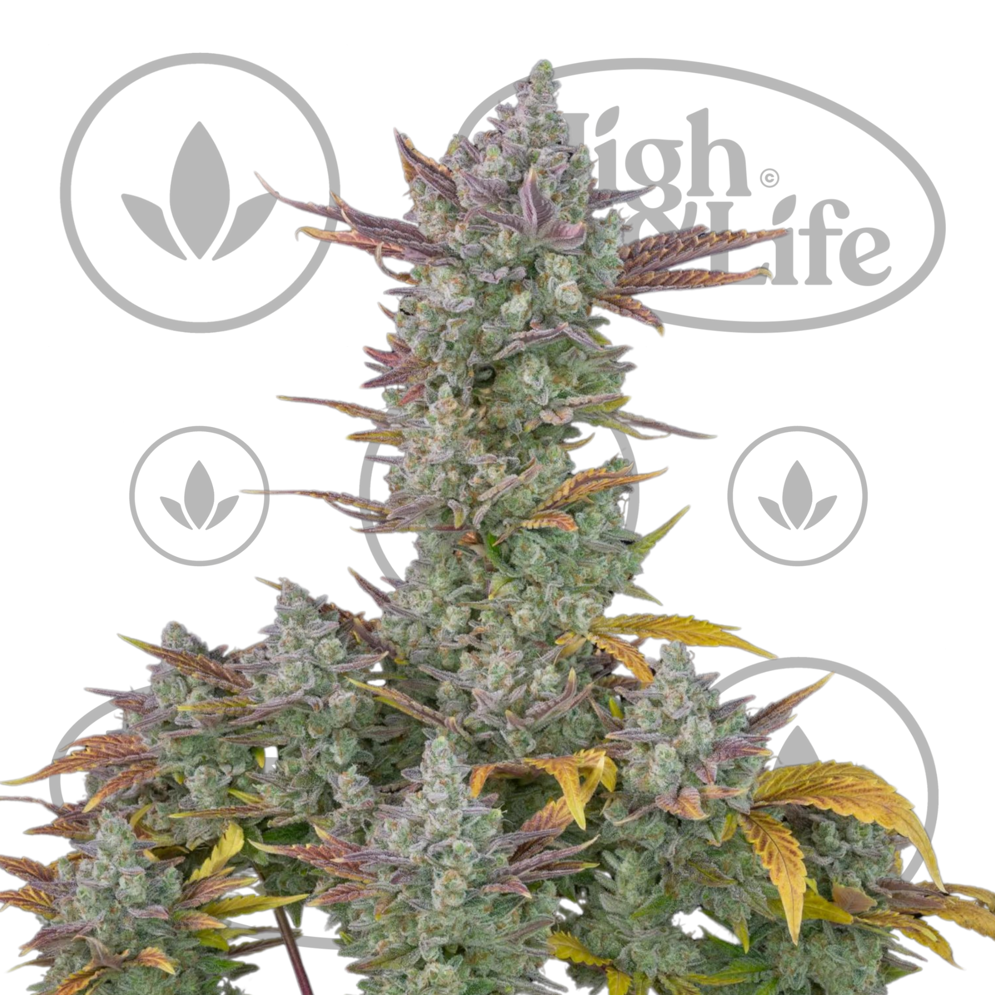Osta Gorilla Cookies Auto kannabiksen siemenet High & Life Storesta