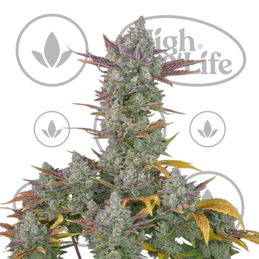 Osta Gorilla Cookies Auto kannabiksen siemenet High & Life Storesta