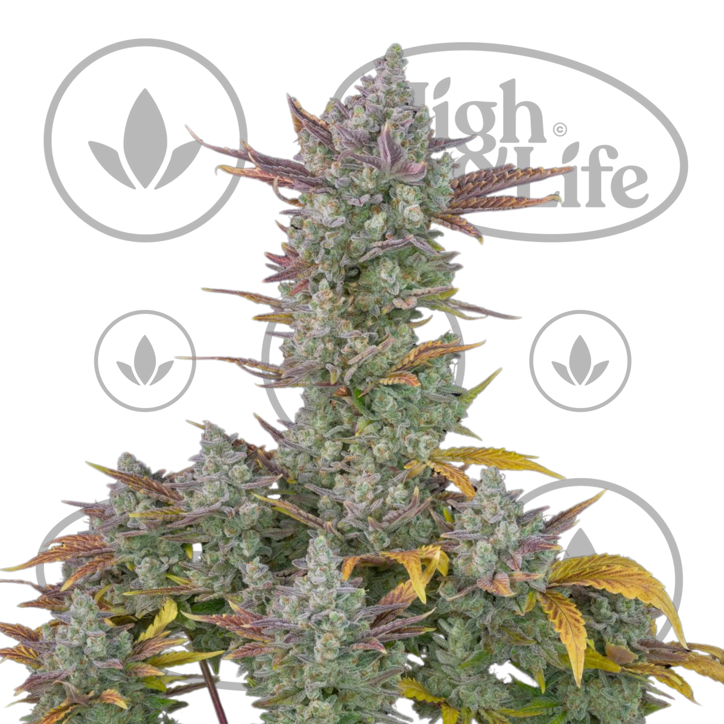 Osta Gorilla Cookies Auto kannabiksen siemenet High & Life Storesta