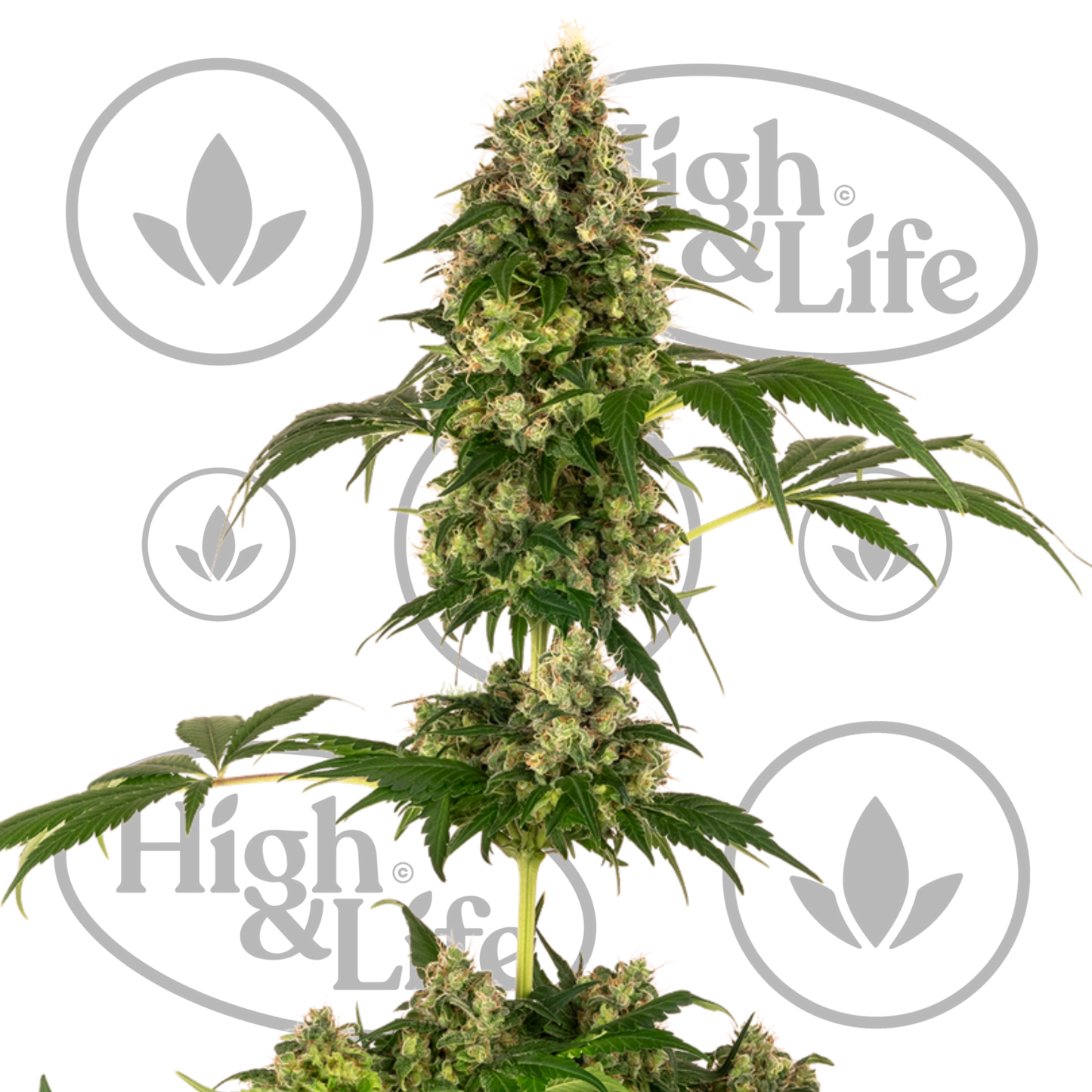 Osta Cobalt Haze kannabiksen siemenet High & Life Storesta