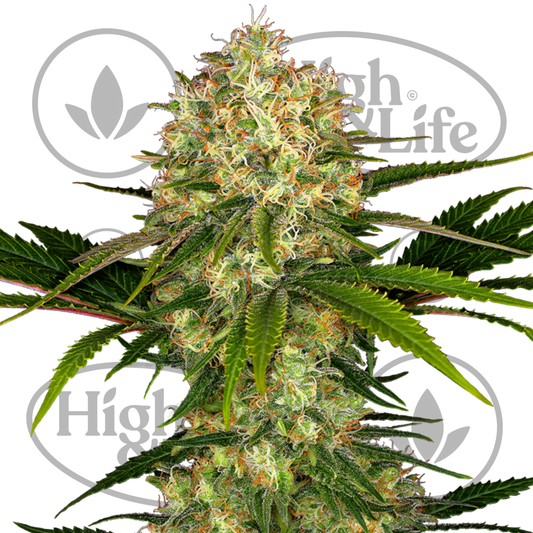 Osta Afghani #1 kannabiksen siemenet High & Life Storesta