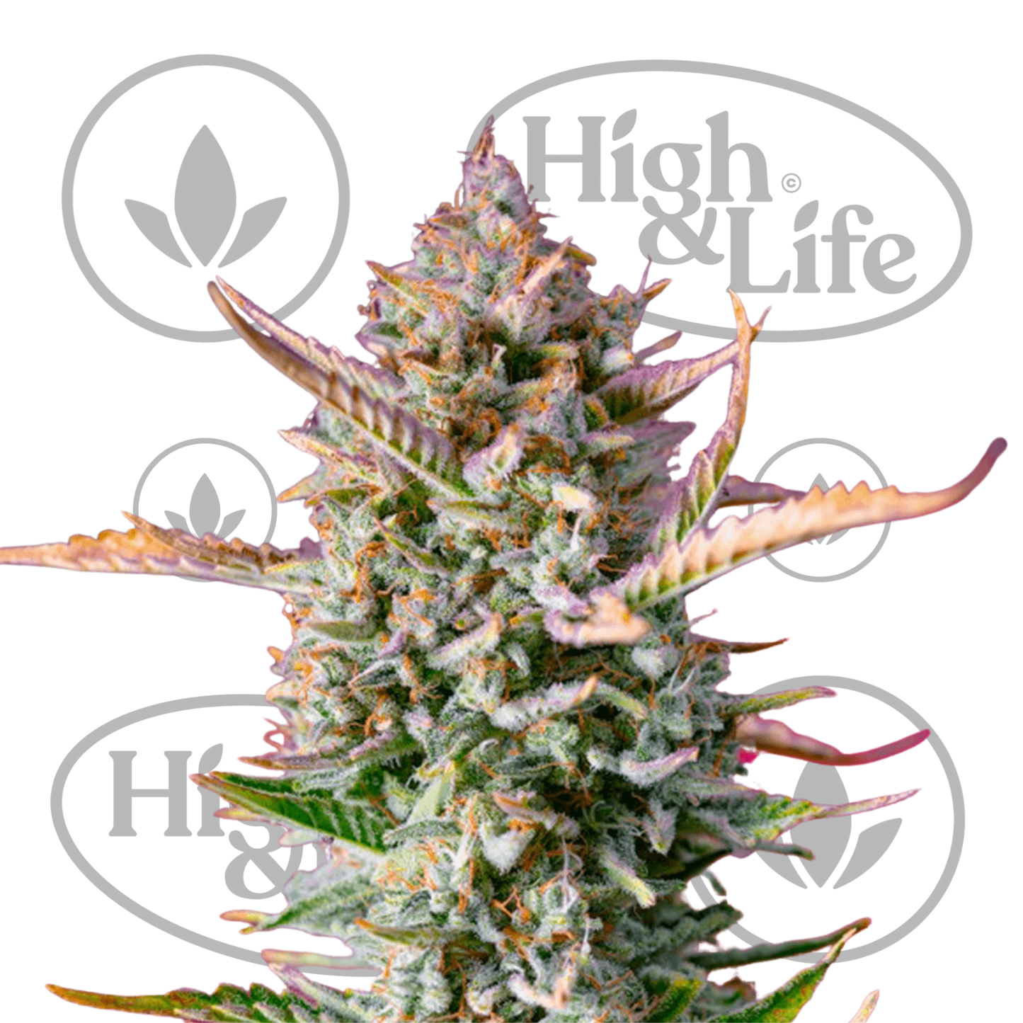 Osta Gorilla Sherbet F1 Fast kannabiksen siemenet High & Life Storesta