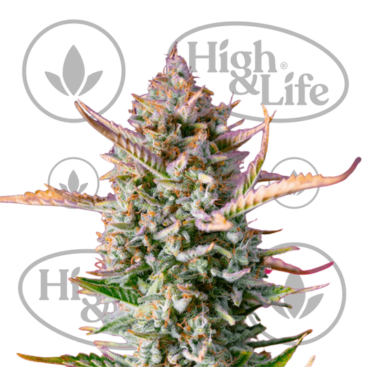 Osta Gorilla Sherbet F1 Fast kannabiksen siemenet High & Life Storesta