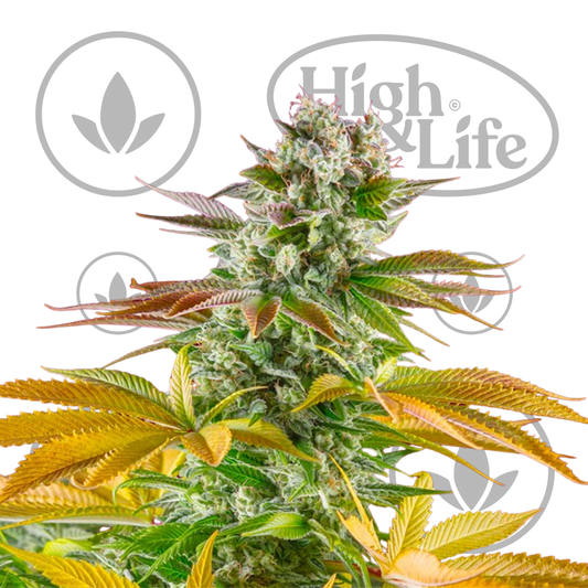Osta Gorilla Girl F1 Fast kannabiksen siemenet High & Life Storesta