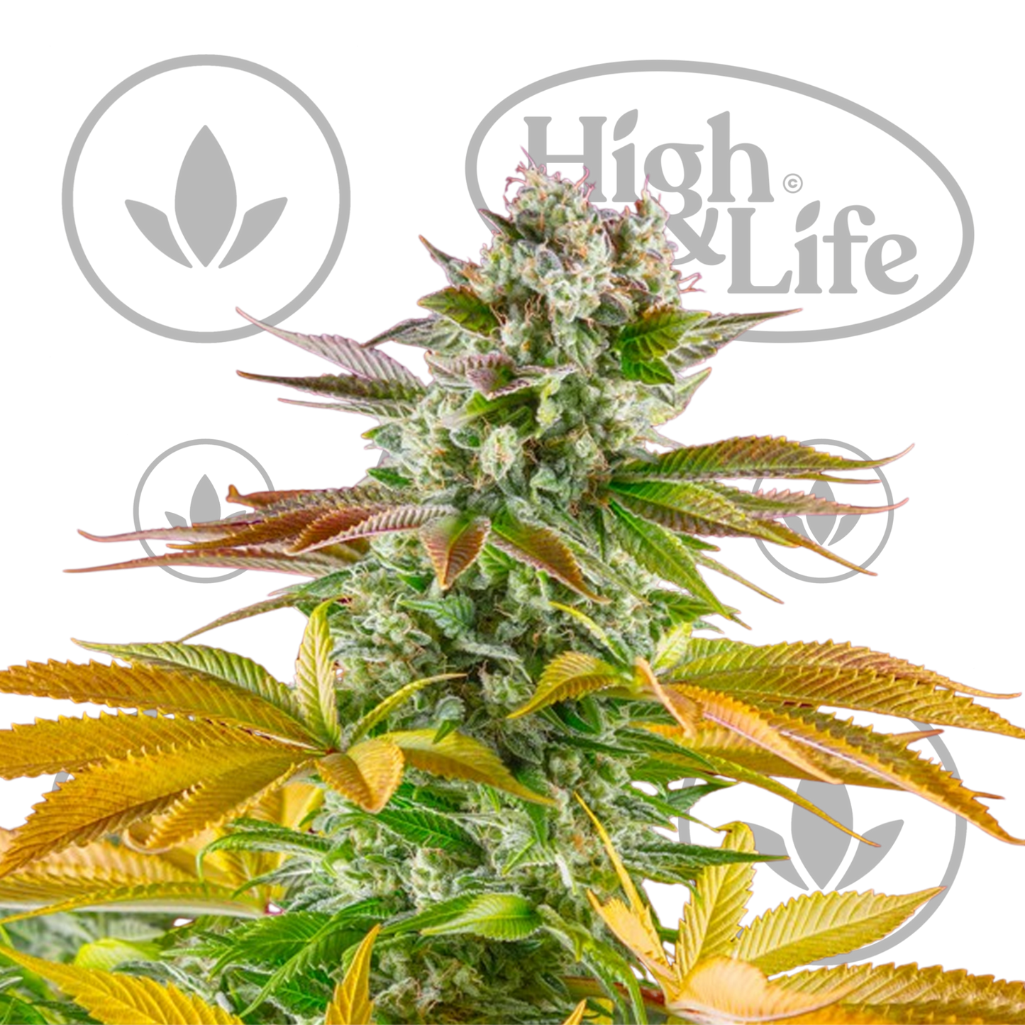 Osta Gorilla Girl F1 Fast kannabiksen siemenet High & Life Storesta