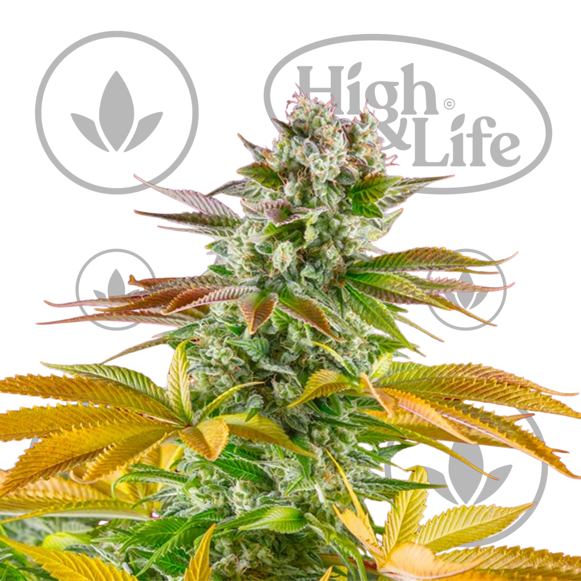 Osta Gorilla Girl F1 Fast kannabiksen siemenet High & Life Storesta