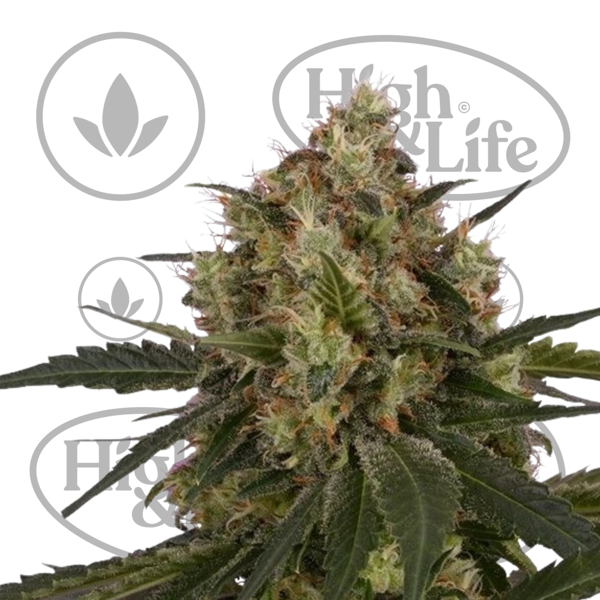 Osta ICE kannabiksen siemenet High & Life Storesta