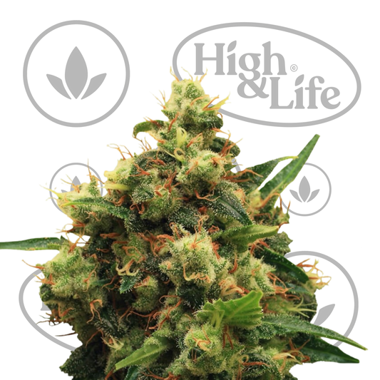 Osta Painkiller XL kannabiksen siemenet High & Life Storesta