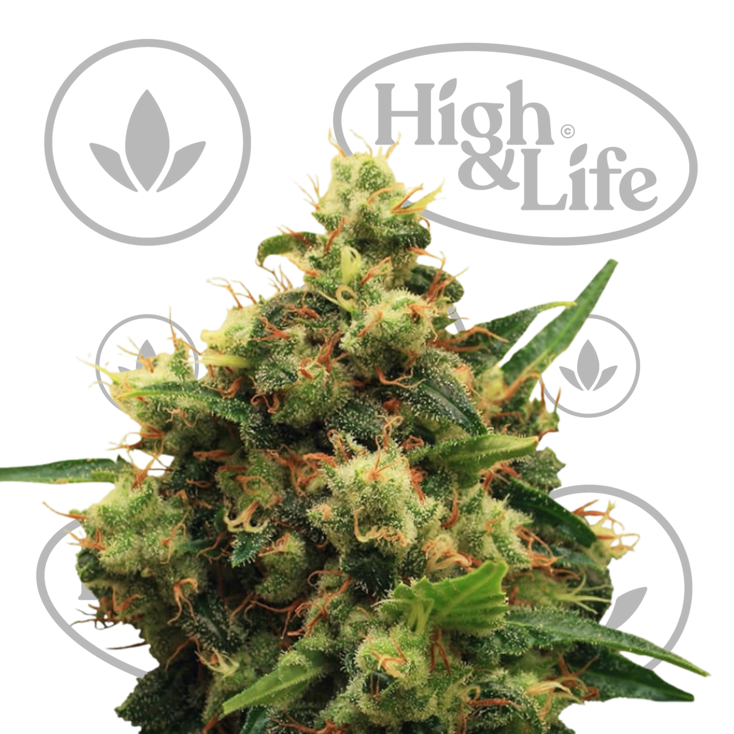 Osta Painkiller XL kannabiksen siemenet High & Life Storesta