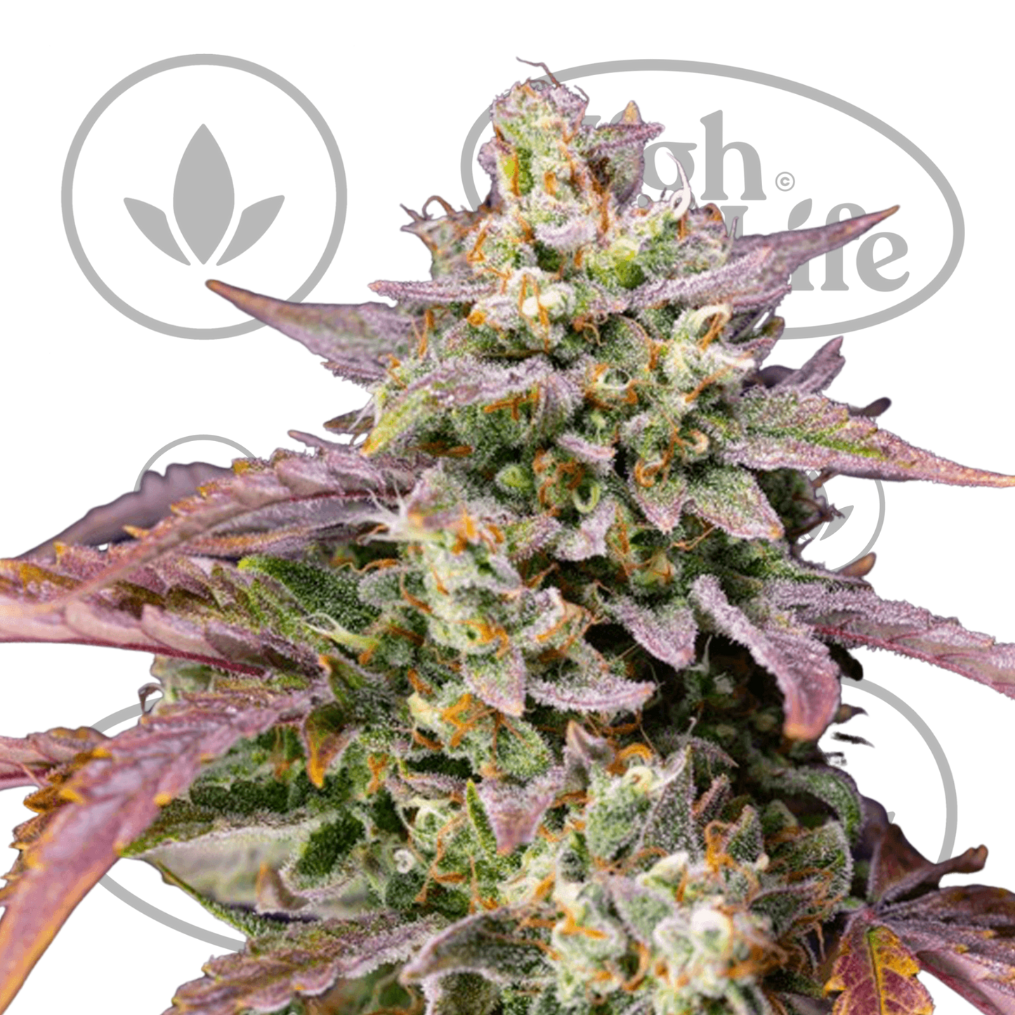Osta Purple Punch OG XL Auto kannabiksen siemenet High & Life Storesta