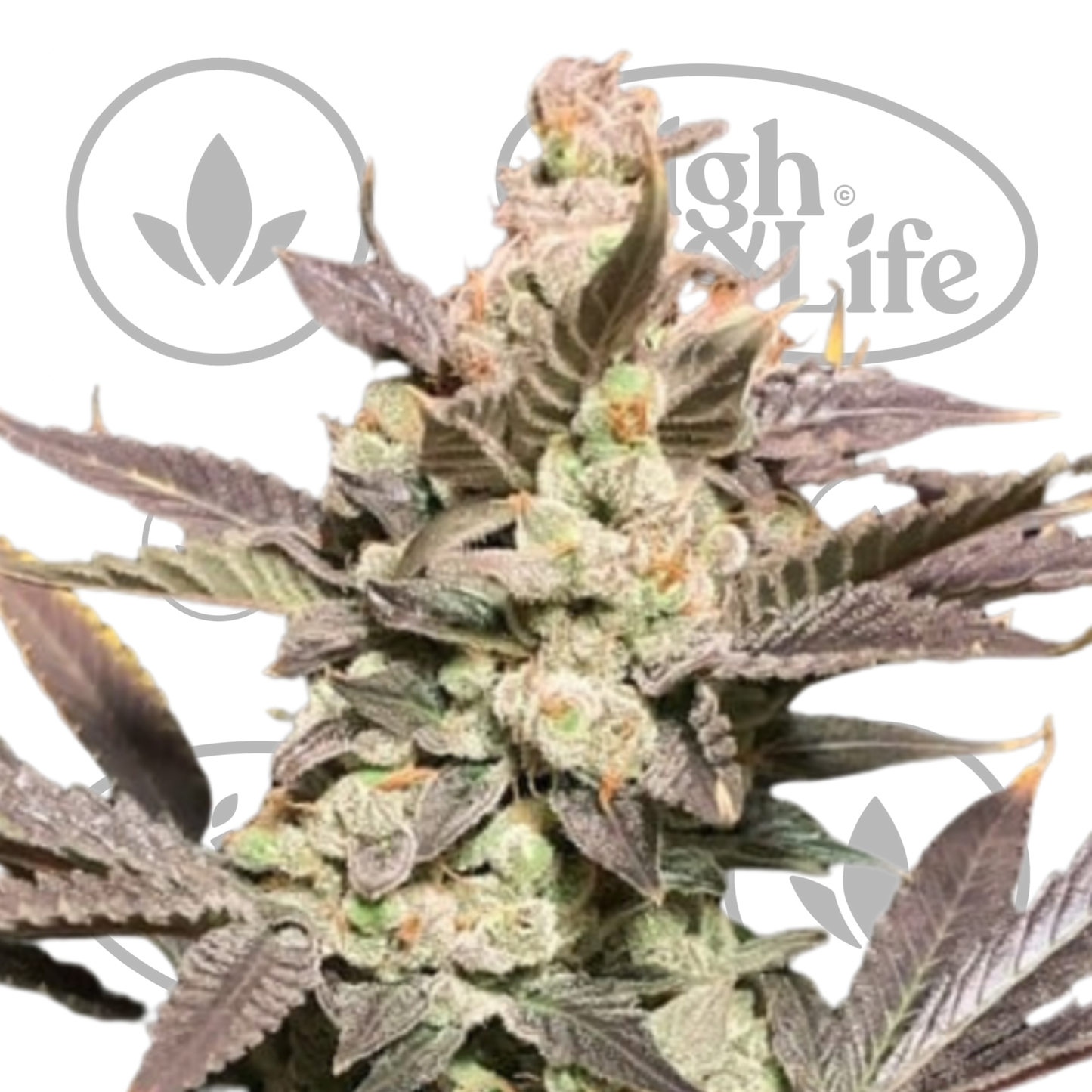 Osta Skywalker Haze kannabiksen siemenet High & Life Storesta