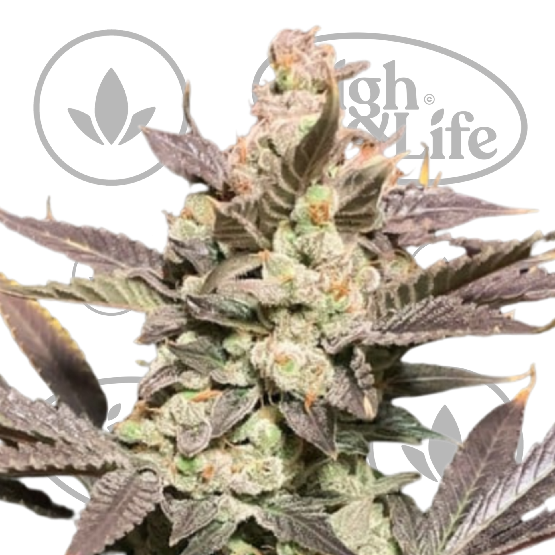 Osta Skywalker Haze kannabiksen siemenet High & Life Storesta