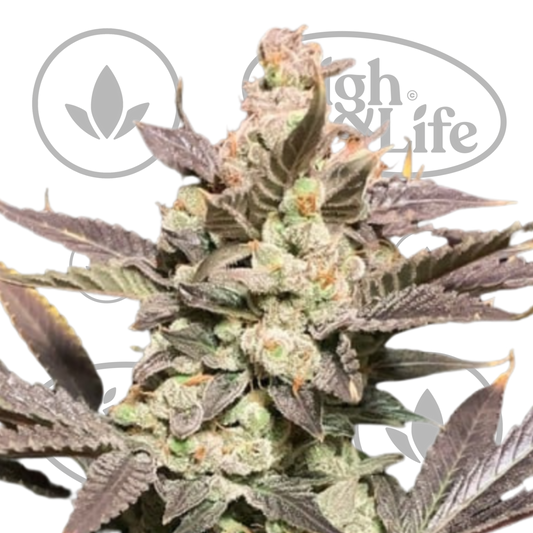 Osta Skywalker Haze kannabiksen siemenet High & Life Storesta