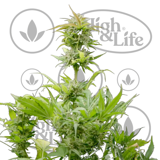 Osta Grizzly Purple Kush kannabiksen siemenet High & Life Storesta