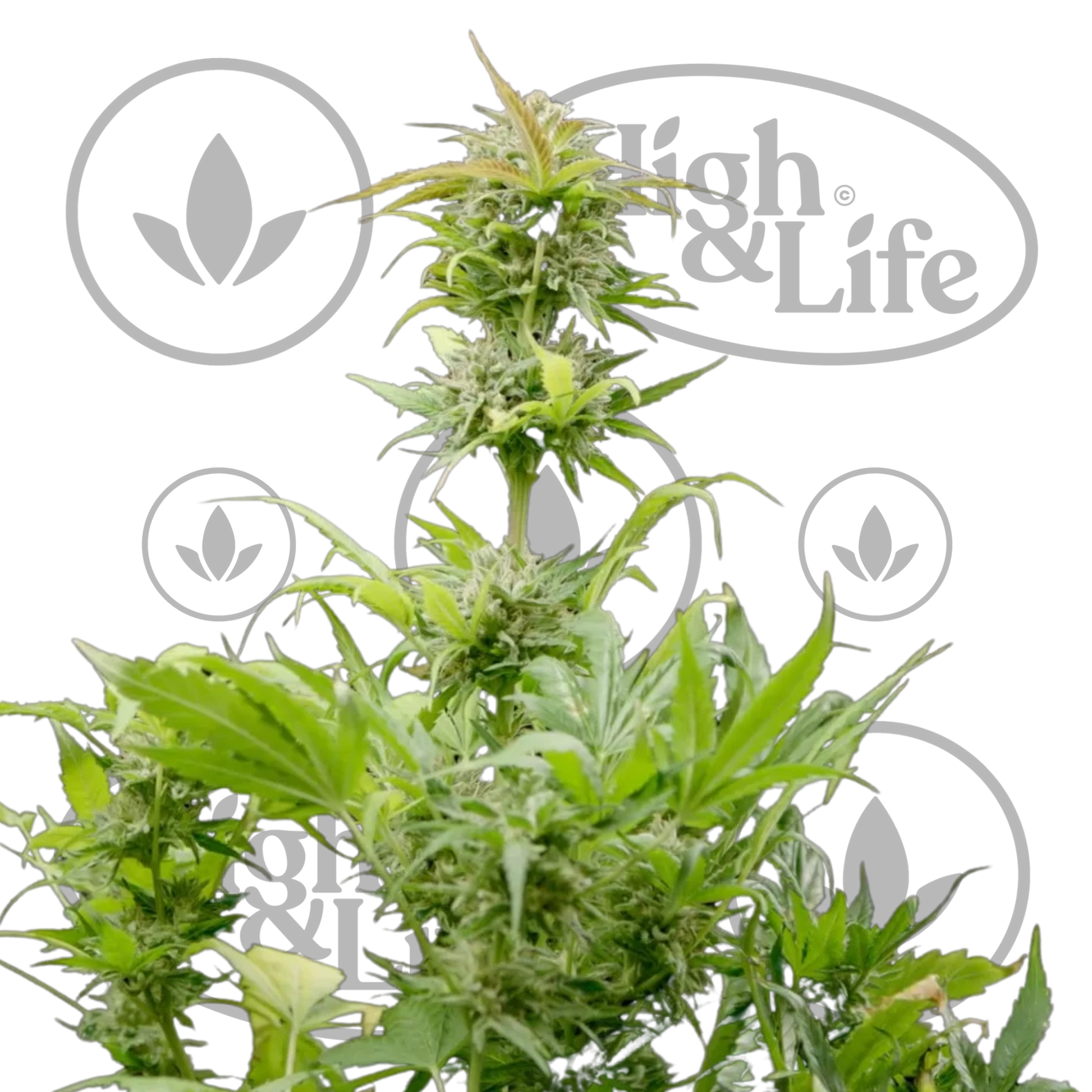 Osta Grizzly Purple Kush kannabiksen siemenet High & Life Storesta