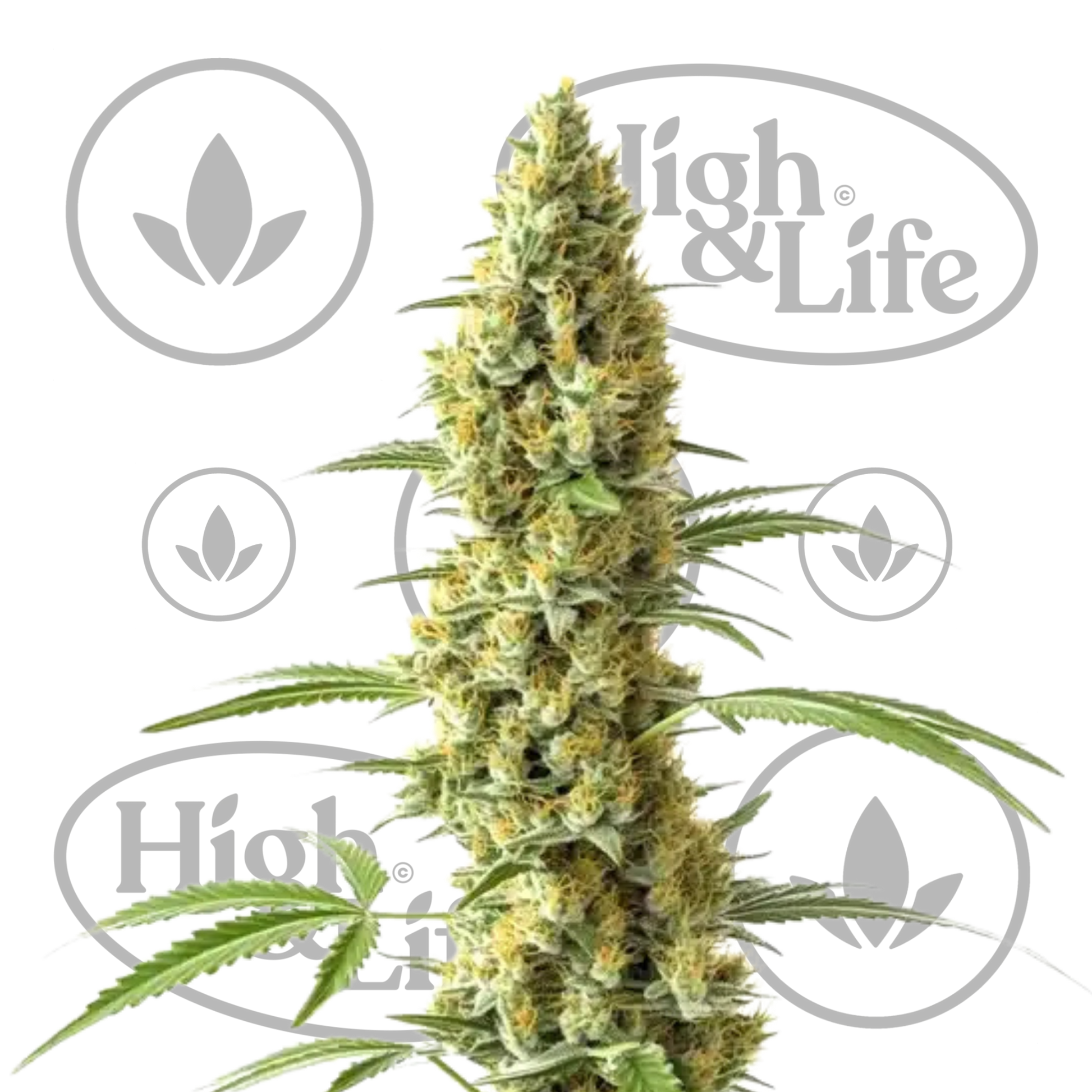 Osta Tijuana kannabiksen siemenet High & Life Storesta