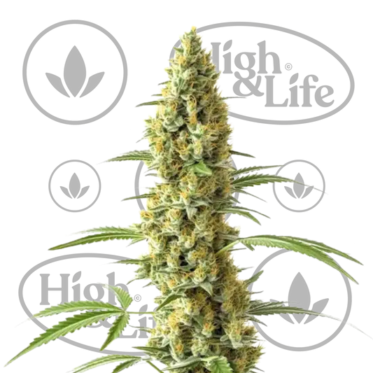 Osta Tijuana kannabiksen siemenet High & Life Storesta