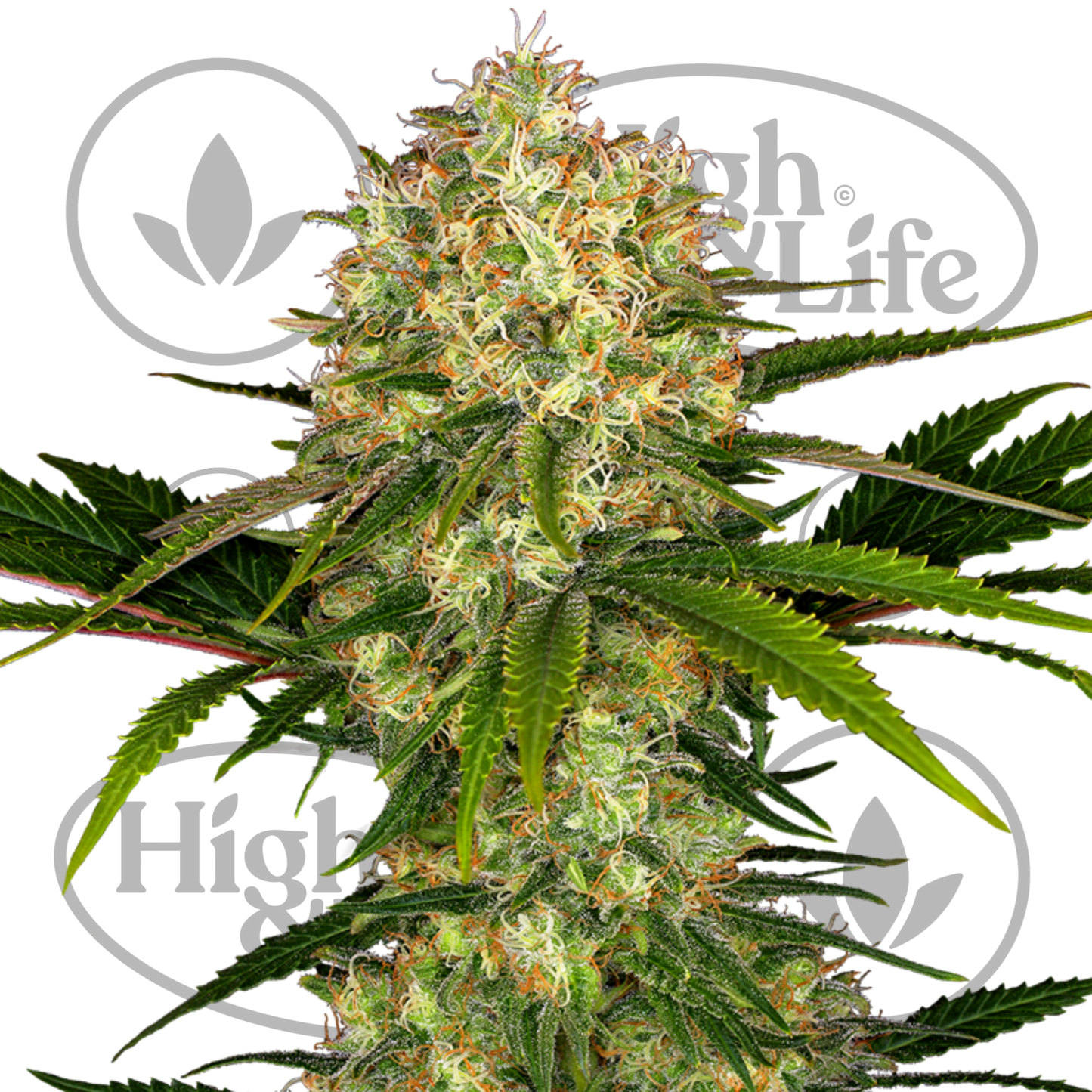 Osta Afghani #1 kannabiksen siemenet High & Life Storesta