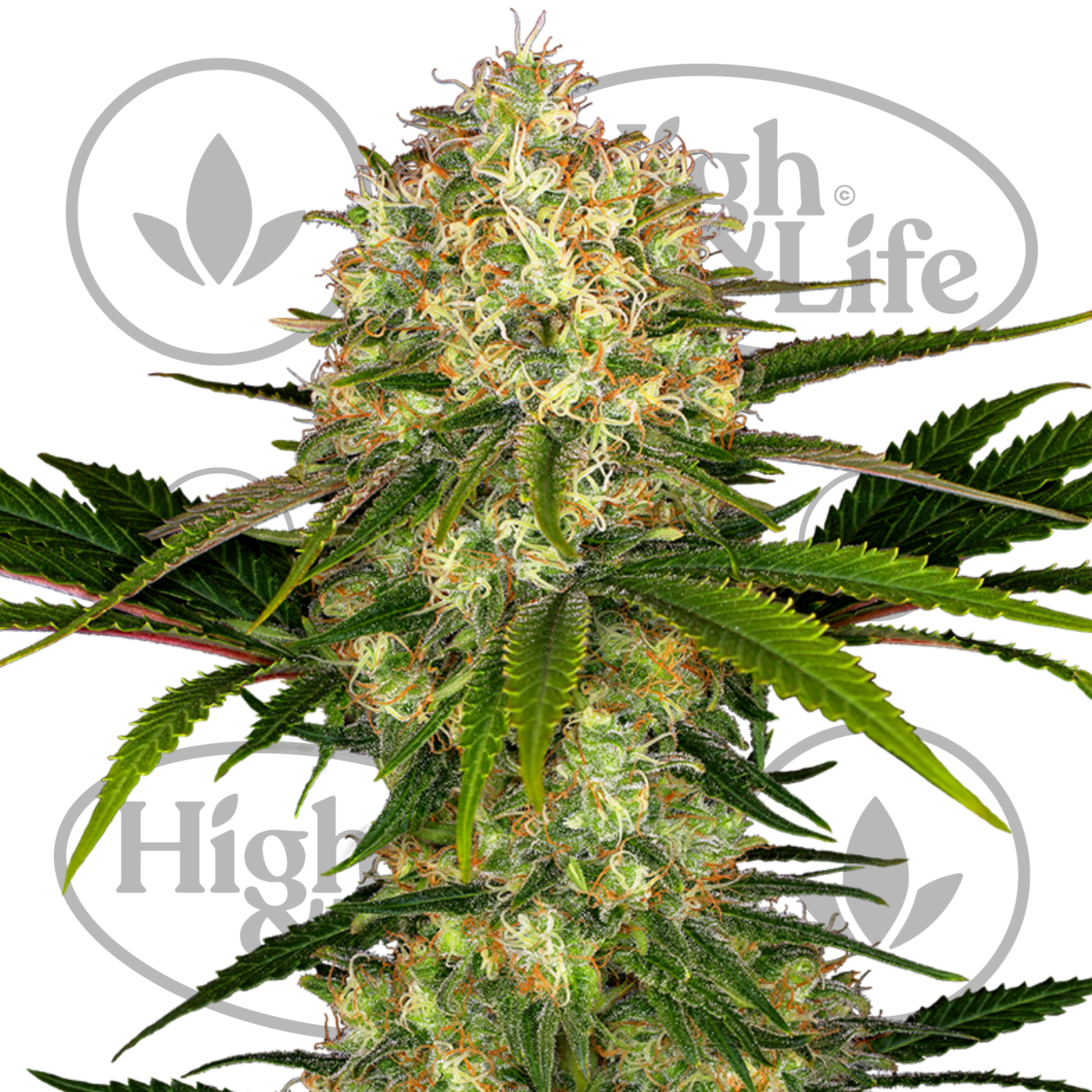 Osta Afghani #1 kannabiksen siemenet High & Life Storesta