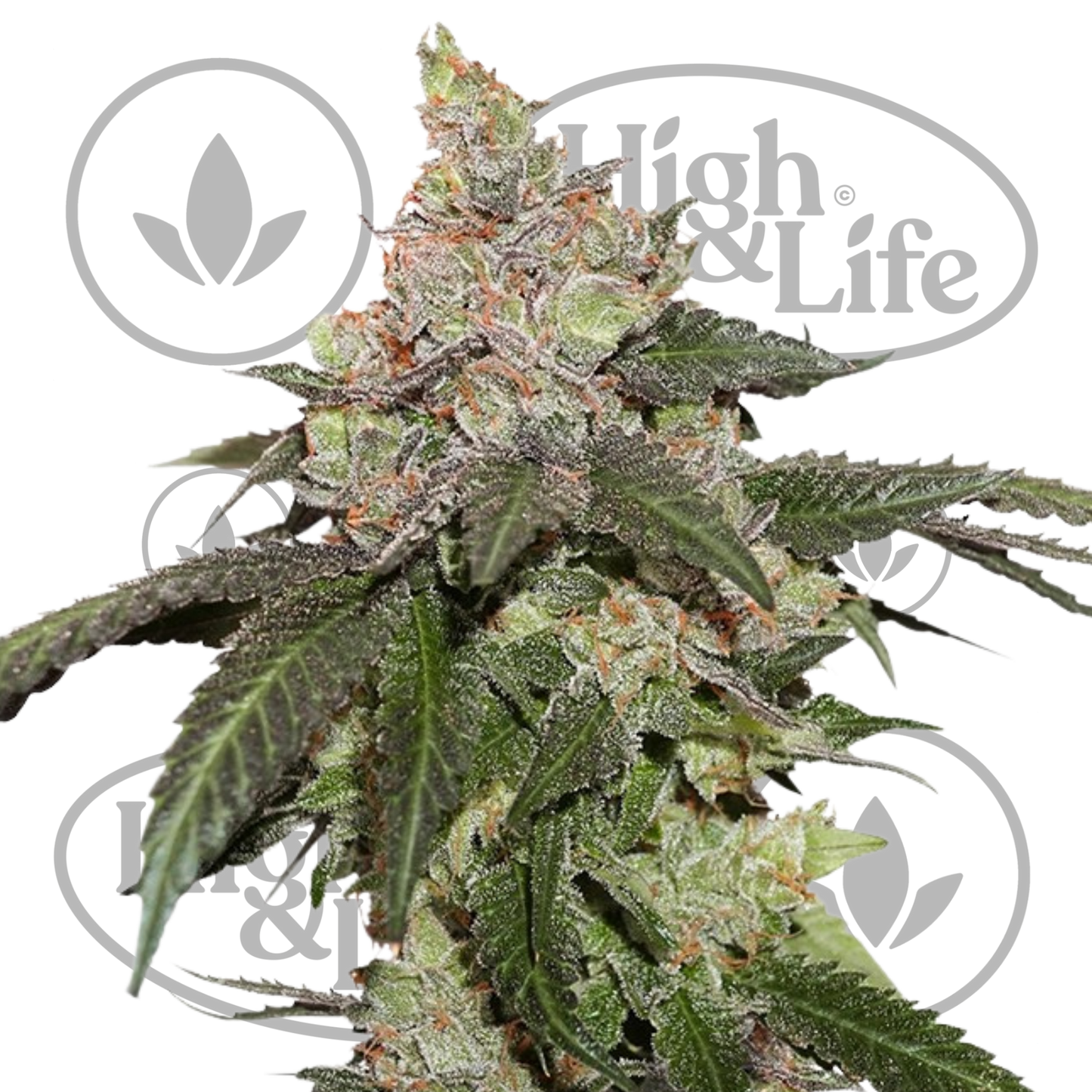 Osta Kerosene Krash kannabiksen siemenet High & Life Storesta