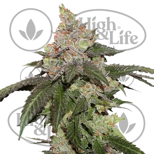 Osta Kerosene Krash kannabiksen siemenet High & Life Storesta